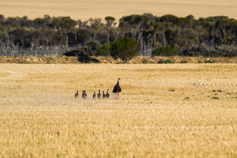 Australia's Golden Outback