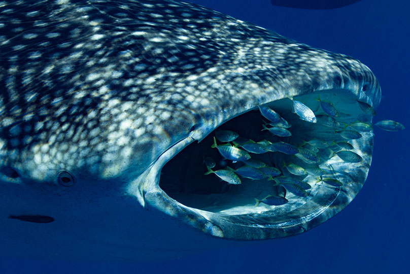 Exmouth Dive and Whalesharks Ningaloo Deluxe Whaleshark Swim Tour aboard MV MAHI 2