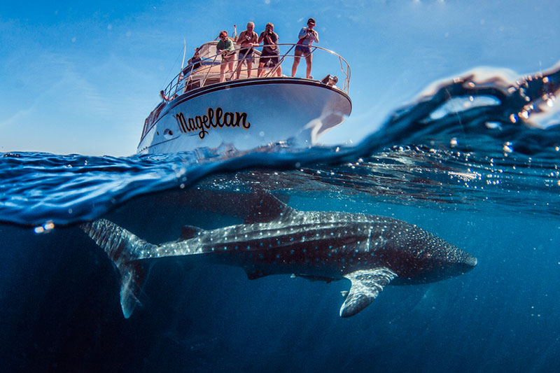 Kings Ningaloo Reef Tours Whale Shark Snorkelling Adventure Tour.