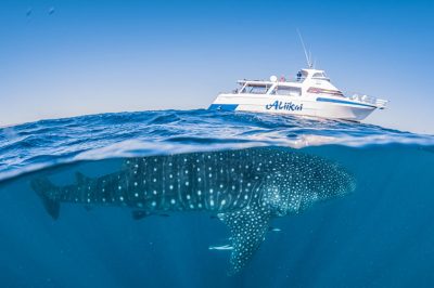 Ningaloo Whaleshark-n-Dive Whale Shark Adventure Swims Exmouth