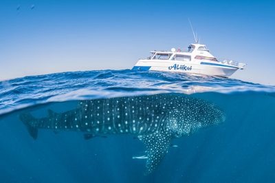 Ningaloo Whaleshark-n-Dive Whale Shark Adventure Swims Exmouth