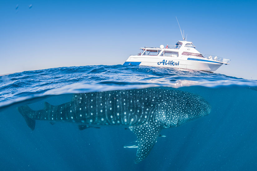 Ningaloo Whaleshark-n-Dive Whale Shark Adventure Swims Exmouth