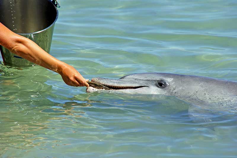 Monkey Mia Dolphins & Tours