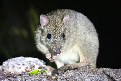 South West Eco Discoveries Meet the Woylies