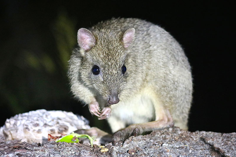 South West Eco Discoveries Meet the Woylies