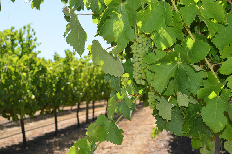 South West Eco Discoveries Wine & Sights Discovery Tour